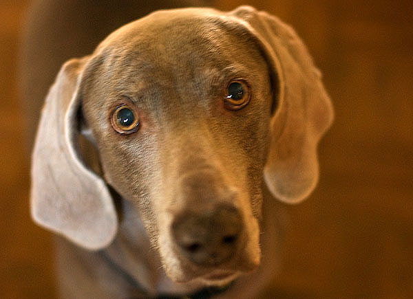 stella